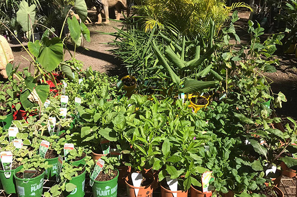 Nursery Pilbara Plants And Pets